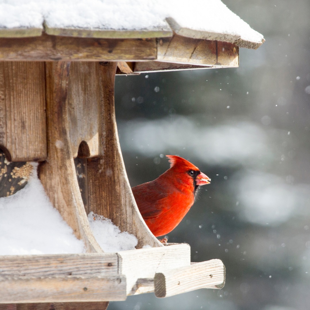 ActivitesLibres_ObservationsOiseaux
