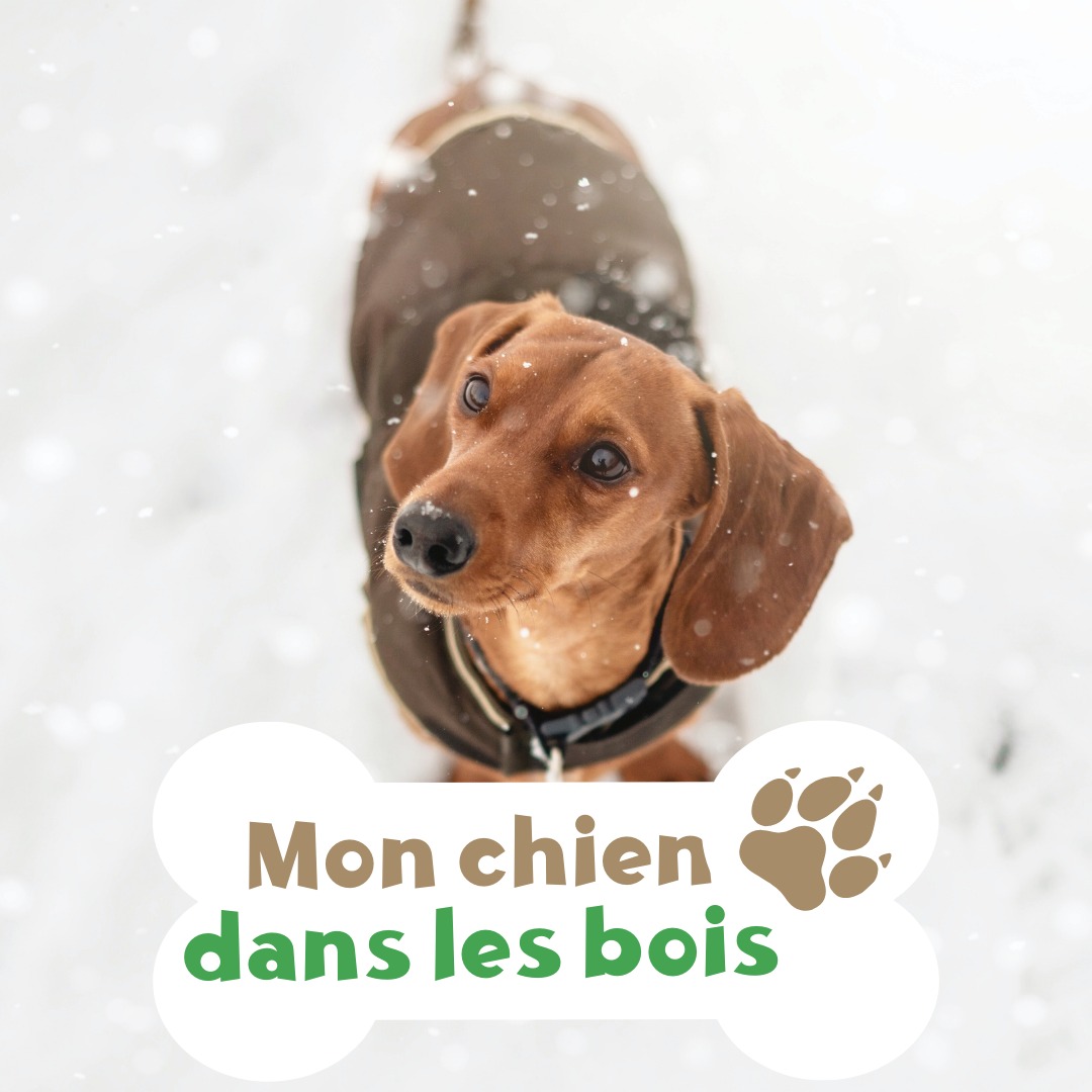 Mon chien dans les bois