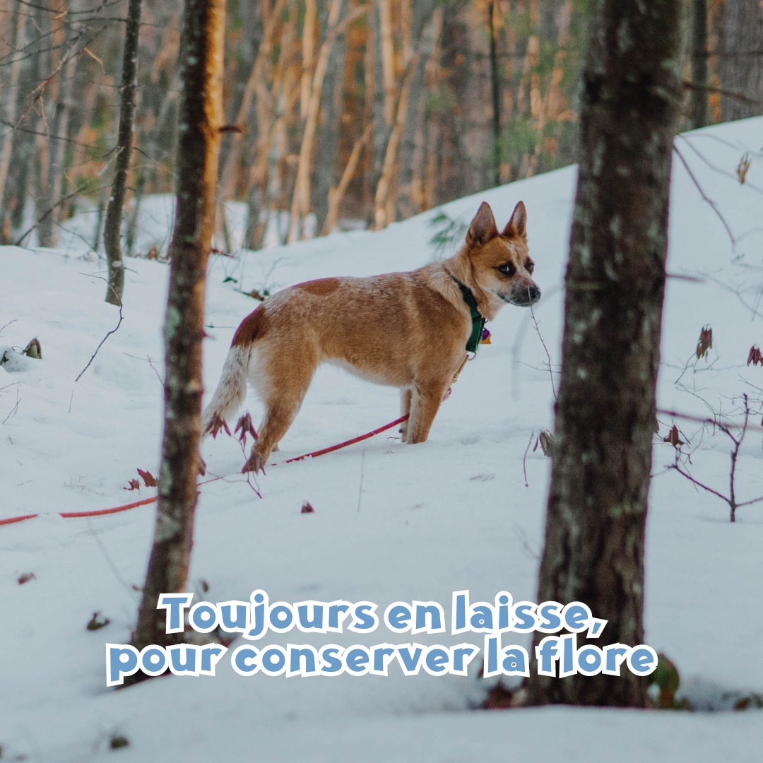 Mon chien toujours dans les sentiers, pour conserver la flore