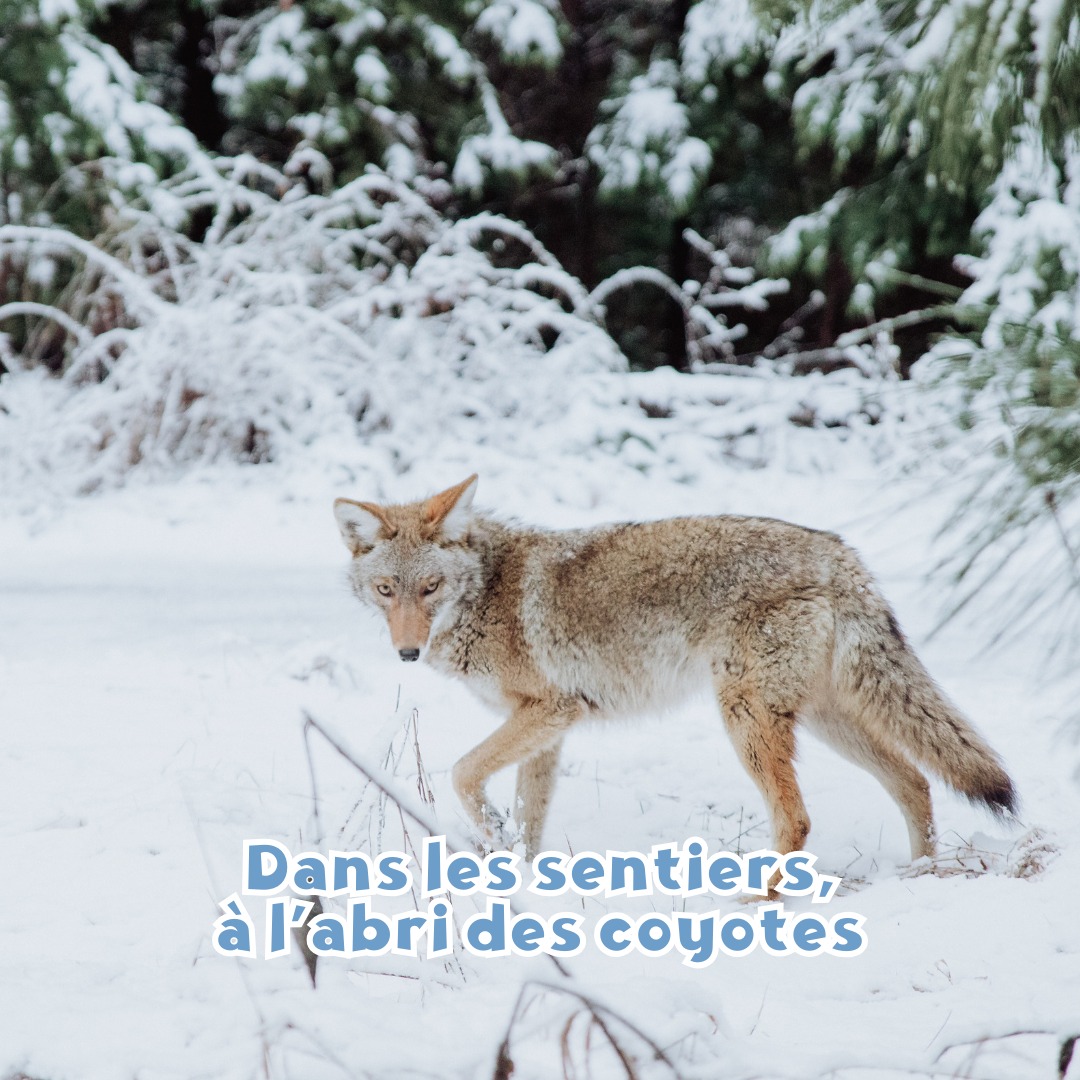 MonChienDansLesBois_Coyotes