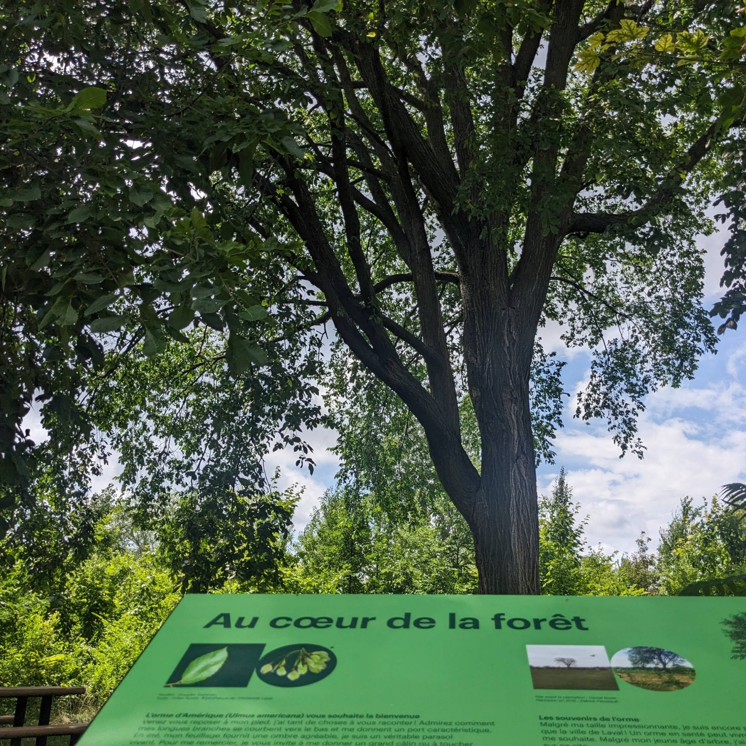 Forêt du 50e