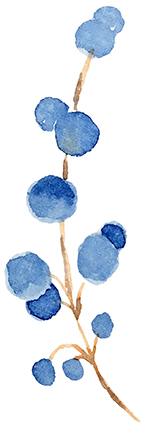 Bleuets02