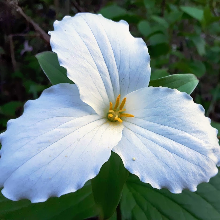 Trille blanc