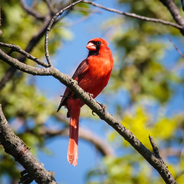 Activites_Ete2026_ObservationOiseaux_600x600px