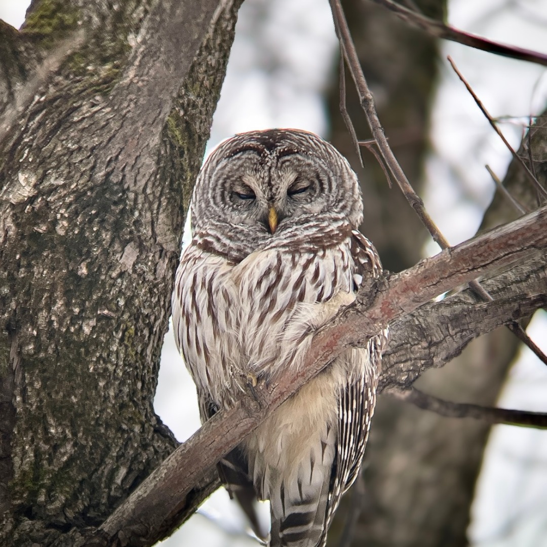 ActivitesWebCarre_Chouette