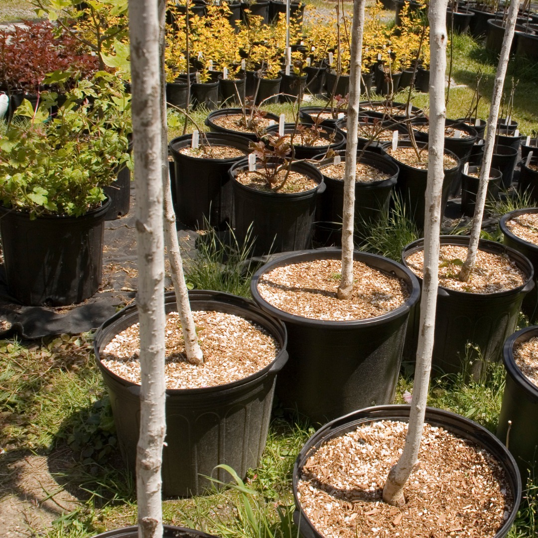 Benevolat_DistributionArbres_Carre