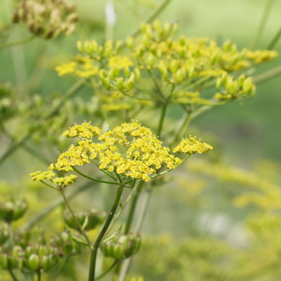 Benevolat_ImageCarre_ArrachageJardinPollinisateurs