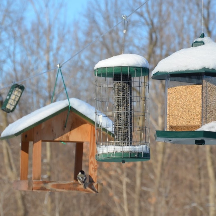 Mangeoires pour oiseaux en hiver