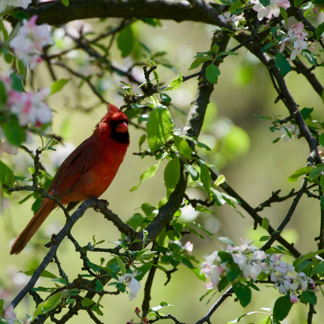 Conferences_Oiseaux_1080x1080px
