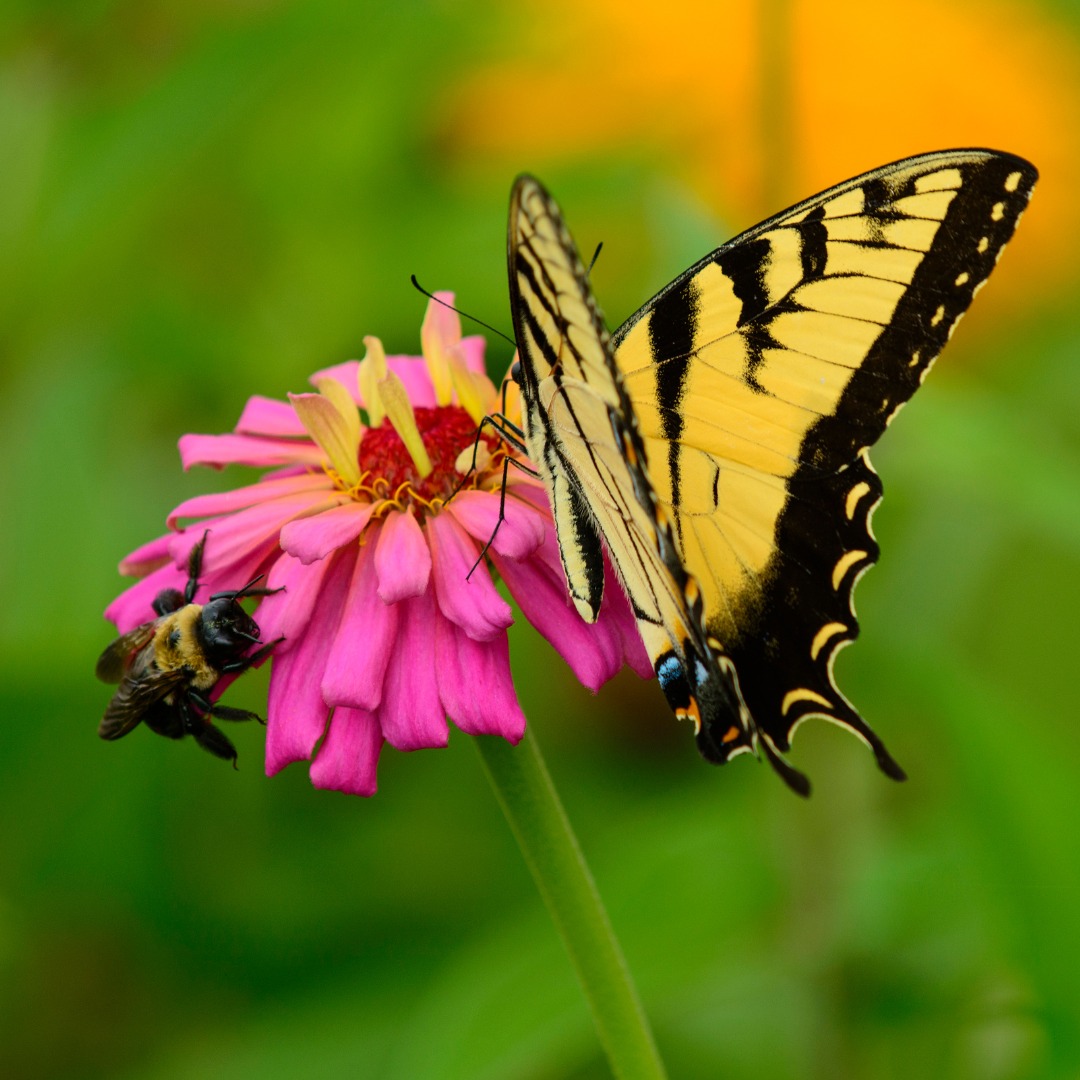 Conferences_Pollinisateurs_1080x1080px