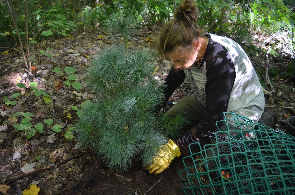 Plantation d'une espèce indigène