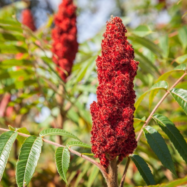 FetePollinisateurs_KiosqueGourmand_600x600