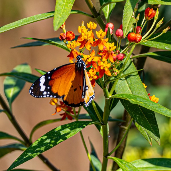 FetePollinisateurs_KiosquePollinisateurs_600x600