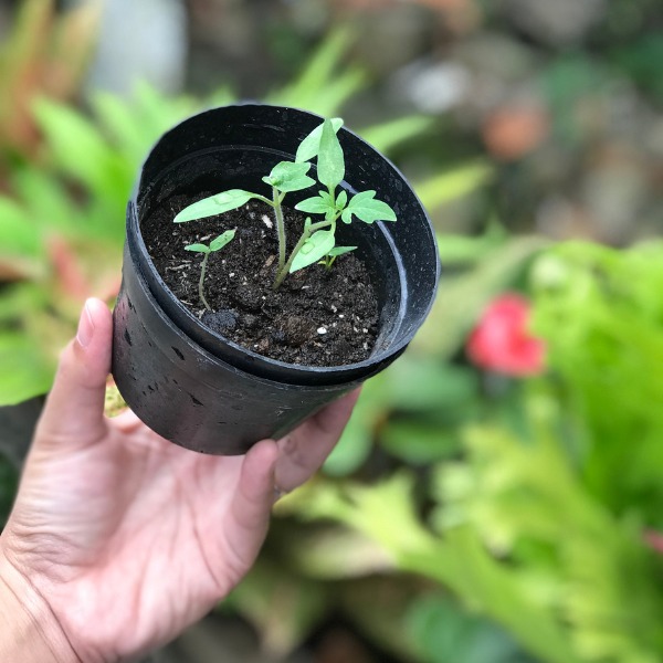 FetePollinisateurs_VentesPlantes_600x600