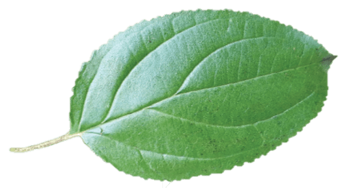 Feuille nerprun cathartique