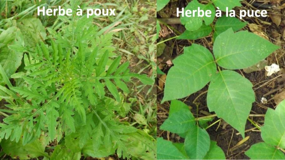 herbe-a-puce-vs-herbe-poux