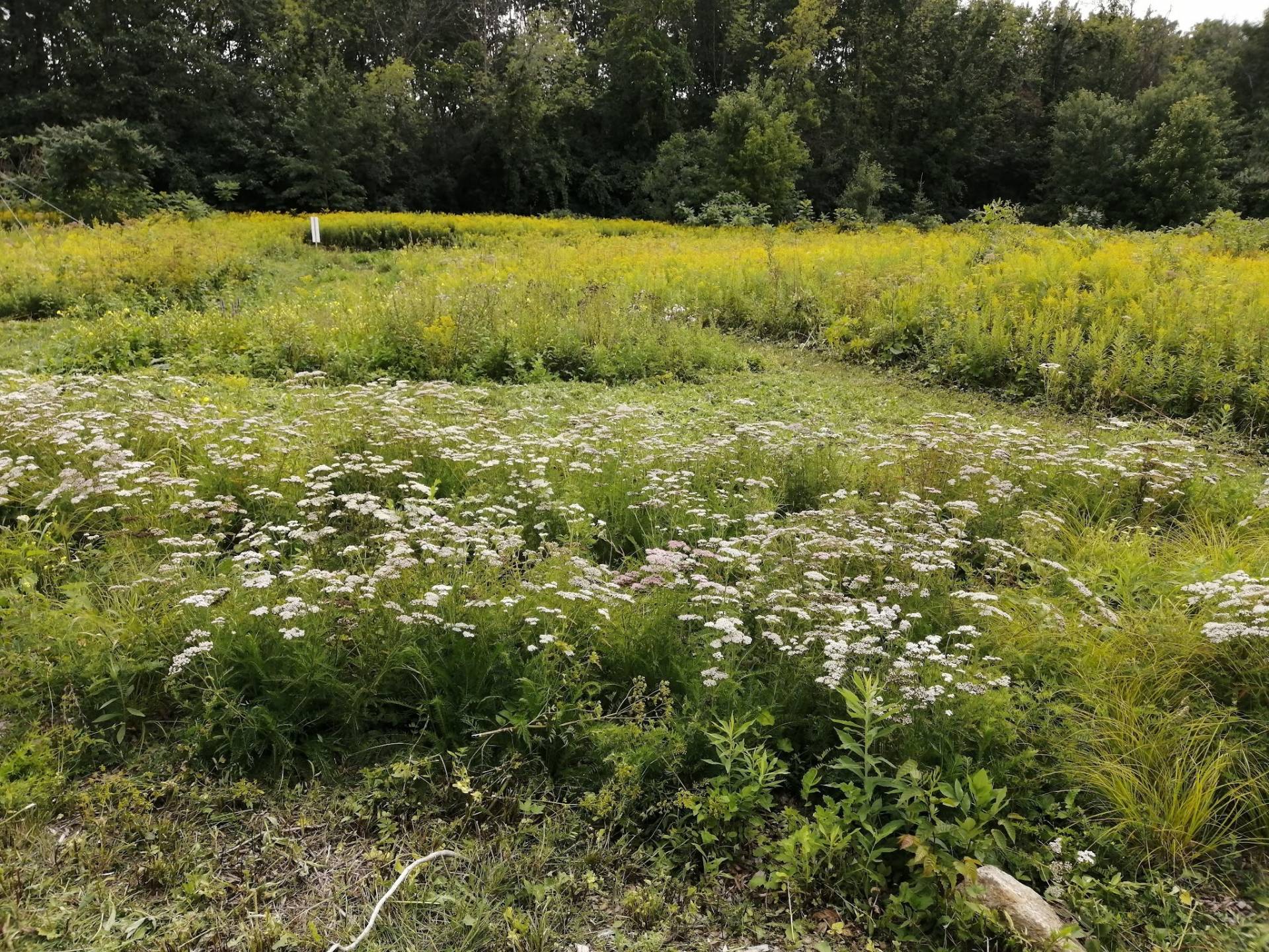 JardinPollinisateurs