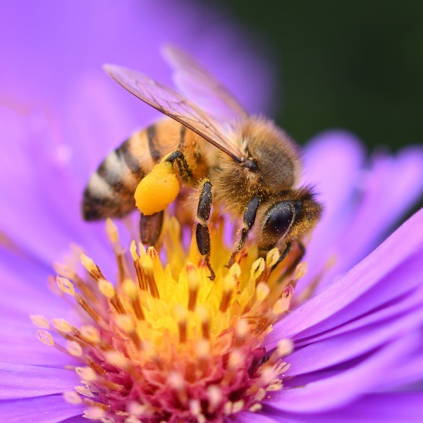 PageActivites_FetePollinisateurs_600x600px