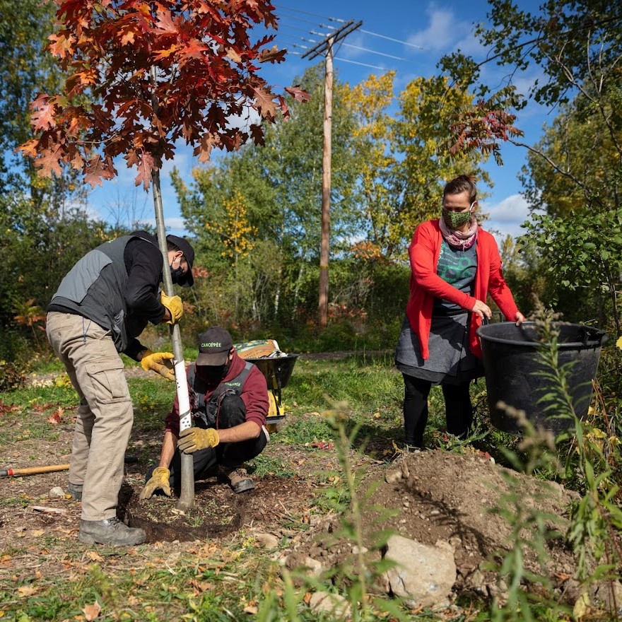 Plantation milieu naturel