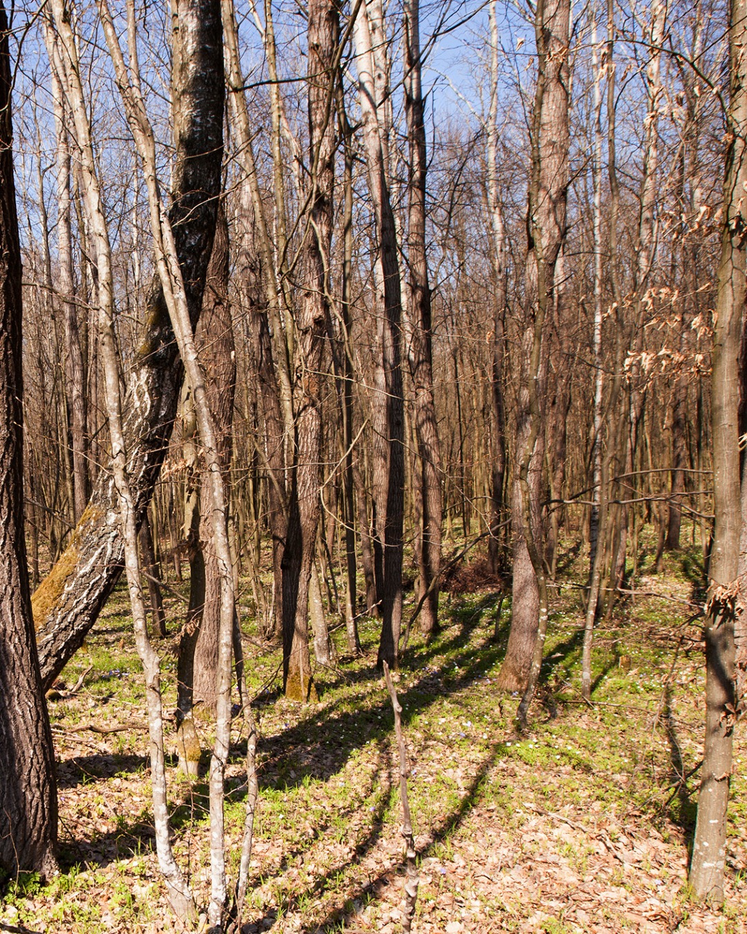 ShinrinYoku_ForetHiver