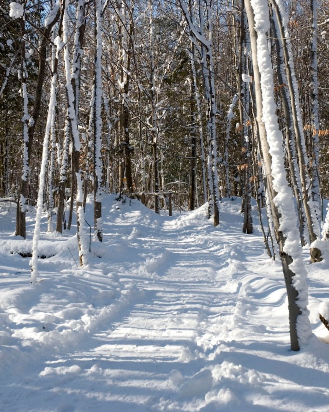 ShinrinYoku_ForetHiver