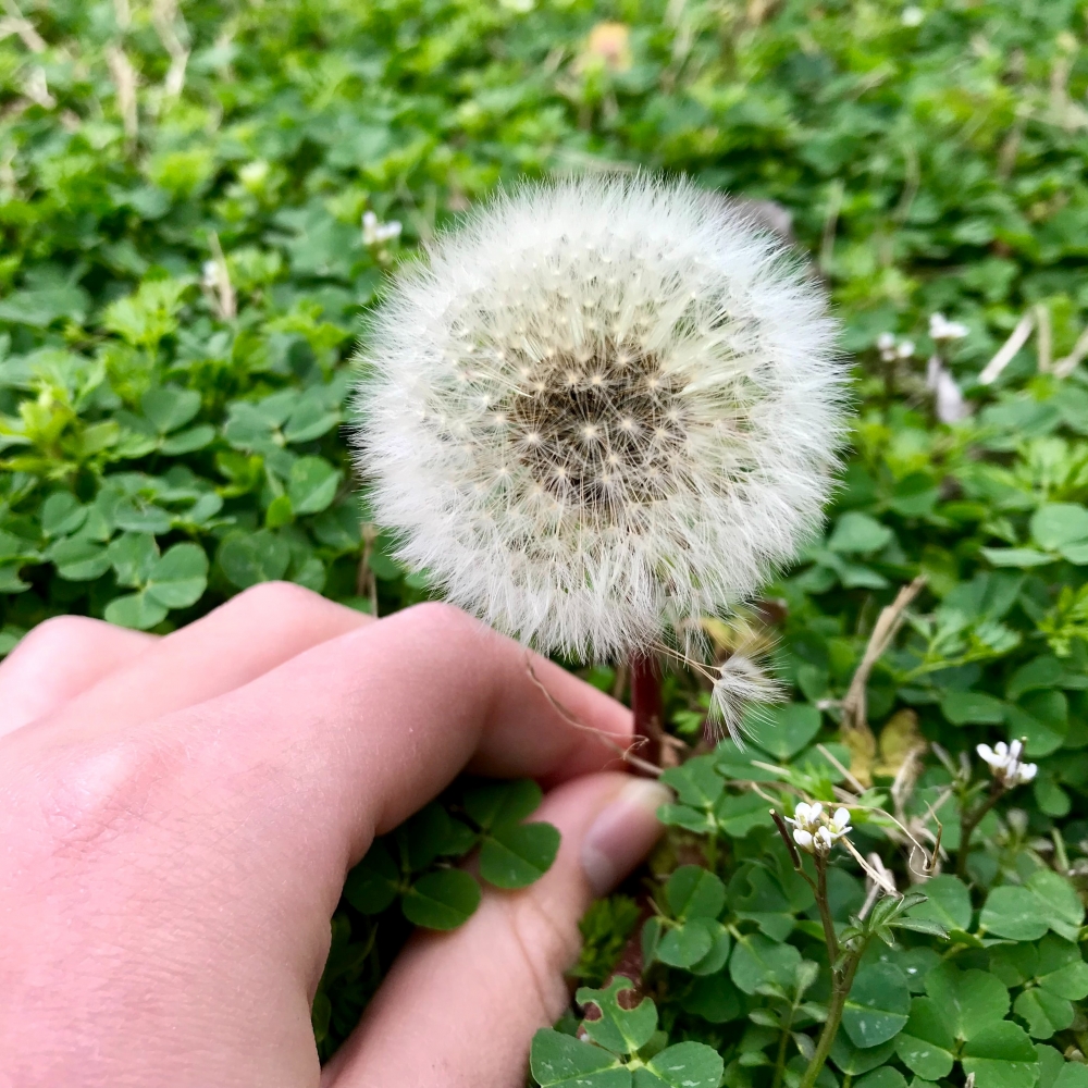 Pourquoi_CueillirPlantes_Carre