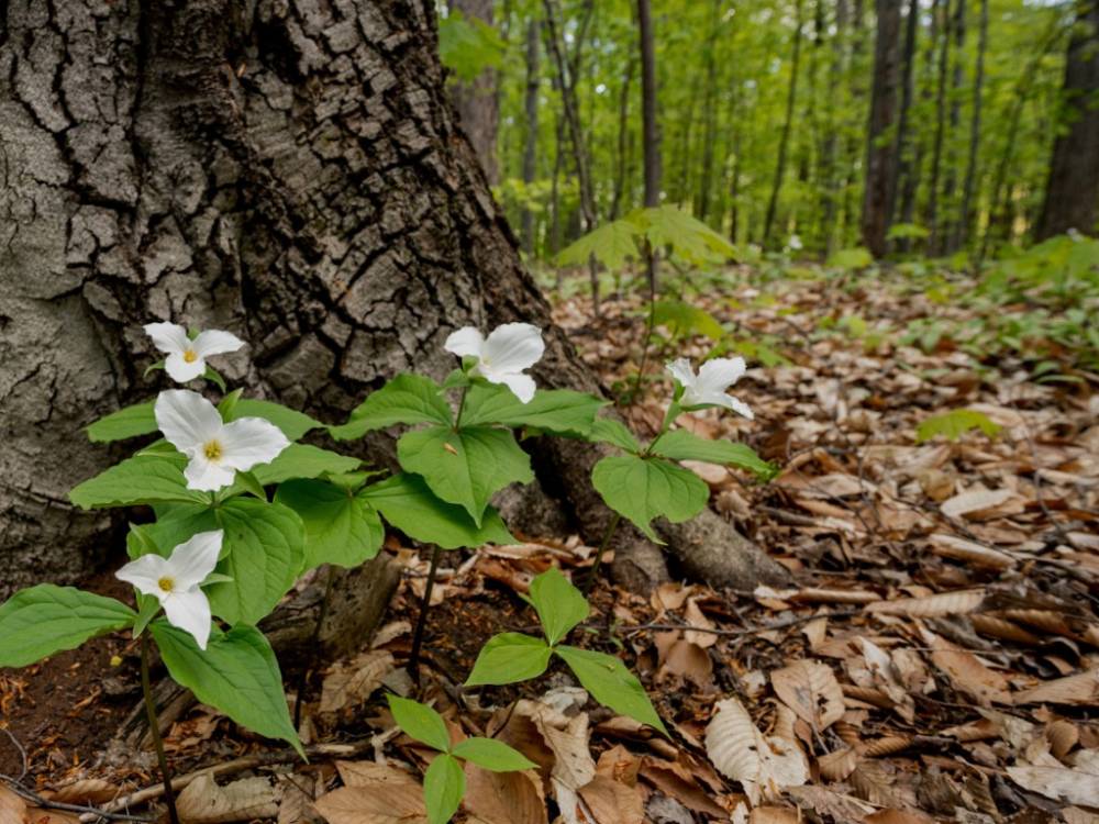 CommuniquePresse_AppelProjetPrintemps2026