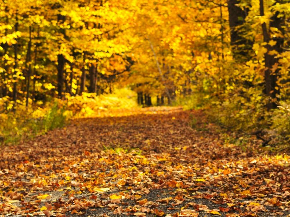 CommuniquePresse_Automne2026