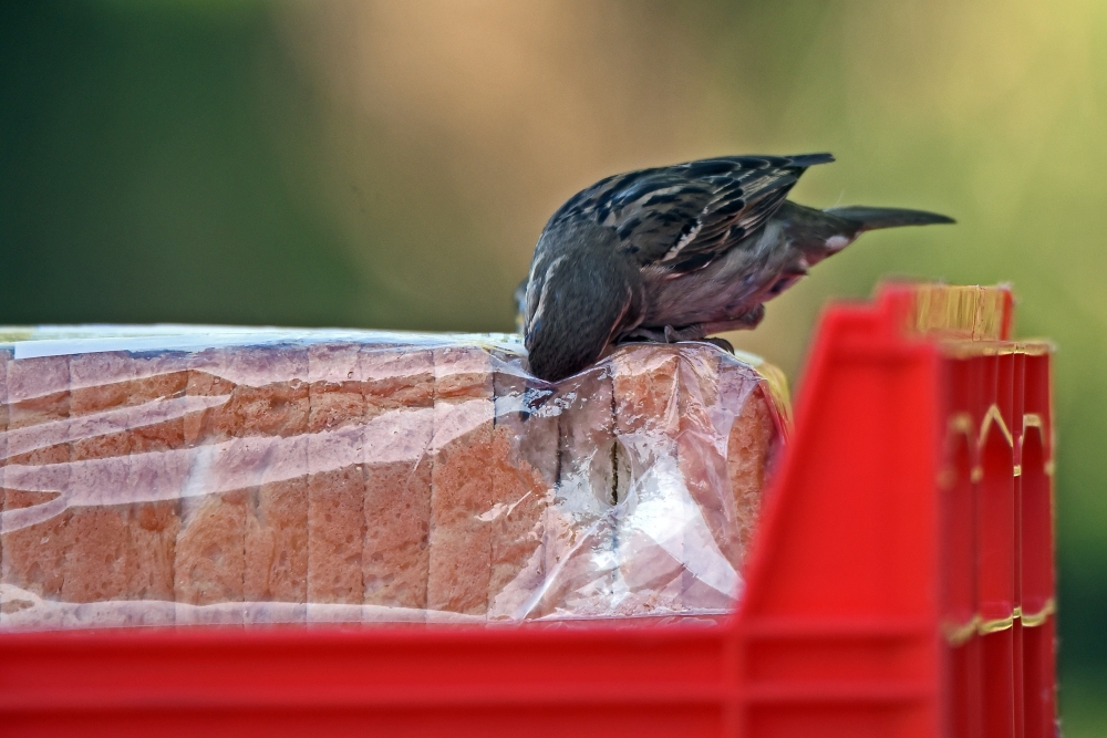 Oiseau pigeant dans un sac de pain tranché