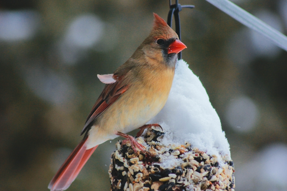 Oiseau posé sur des graines