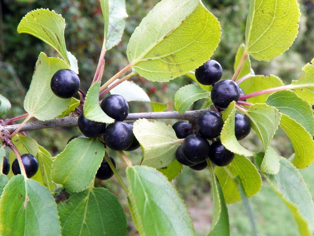 Fruits du nerprun