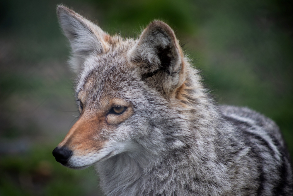 kiosquenaturaliste-coyote-3x2_uid632475536bea4