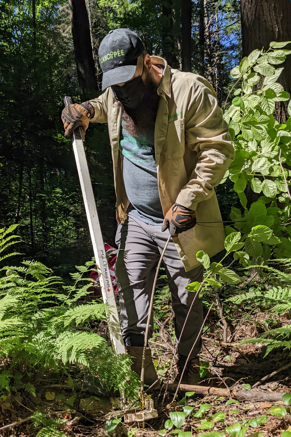 Arrache du nerprun avec une pince-levier