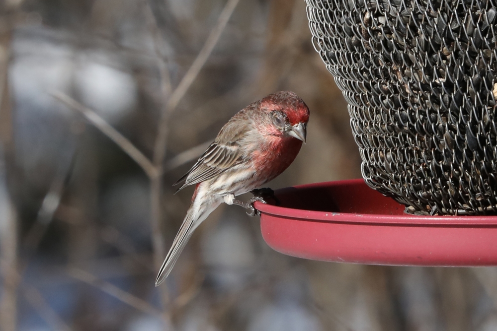 Oiseau atteint par la mycoplasmose