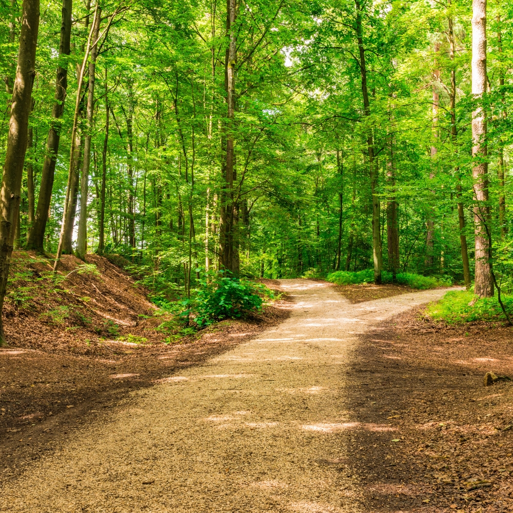 Nouveaux sentiers au bois Papineau