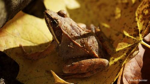 grenouille_des_bois1